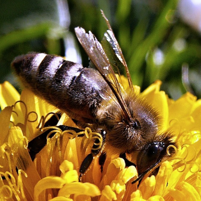 Abeille
