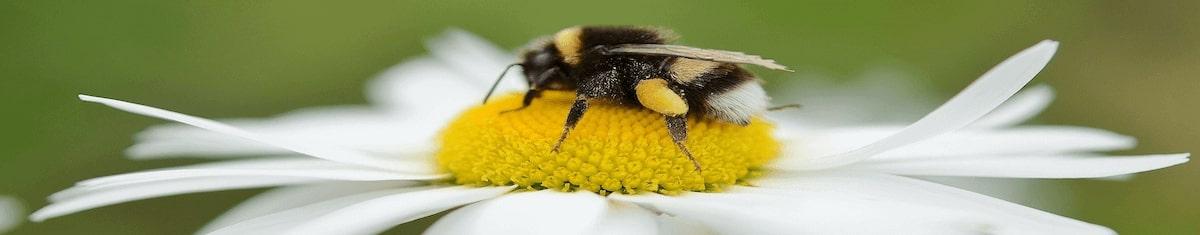 Bourdonfleur