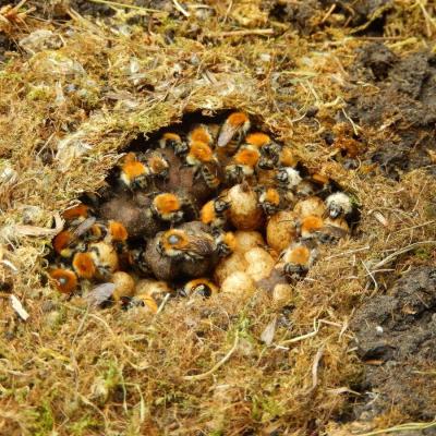 Ob e6c0db nid de bourdon roux bombus pascuorum